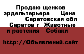 Продаю щенков эрдельтерьера . › Цена ­ 15 000 - Саратовская обл., Саратов г. Животные и растения » Собаки   
